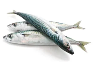 MACKEREL FISH