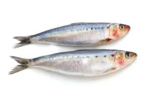 SARDINE FISH